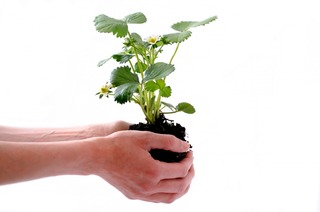 hands holding plant